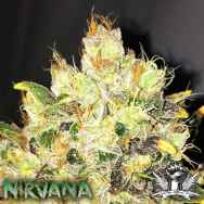 Nirvana Seeds Supreme CBD Durban